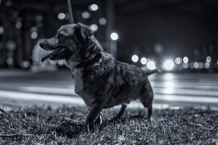 Dog in the night city. Photographed on a black and white film with a lot of noise.
