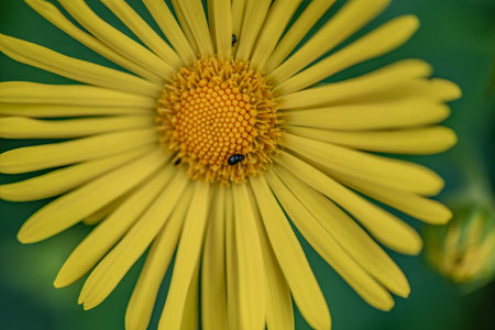 Loose spring flower. Photographed close-up.