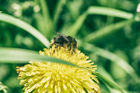 A bee on a dandelion collects nectar. Photographed close-up.