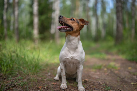 Portrait of Jack Russell Terrier in the forest. Photographed close-up.