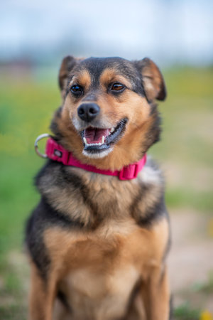Portrait of a domestic dog in a red collar. Photographed close-up.の写真素材