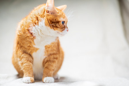 Red cat in the studio on a light background.の写真素材