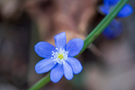 Praleska, forest primrose photographed close-up.