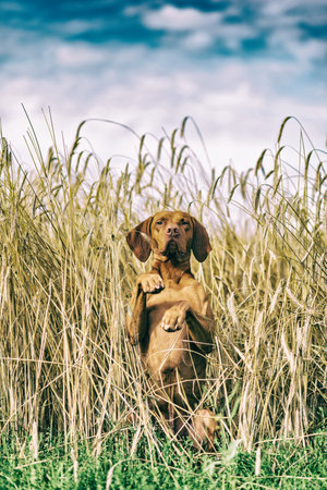 Dog in a summer meadow. Photographed in a high-key, close-up.の写真素材
