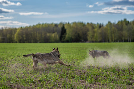 Two dogs running through the field. Selective focus on the dogの写真素材