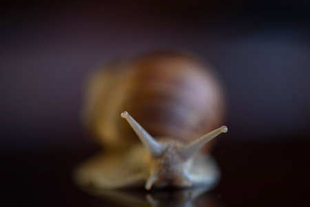 Grape snail. Photographed close-up in the studio.