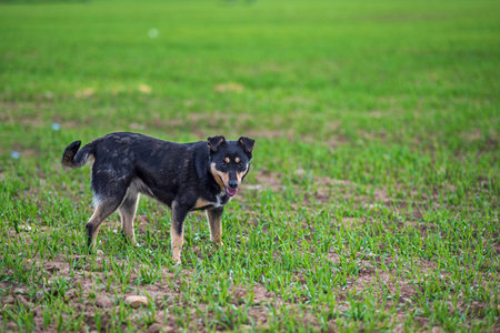Portrait of a dog. Photographed close-up in a meadow.