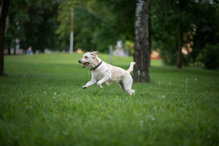 A young labrador runs in the park for a ball. Close-up photographed.の写真素材