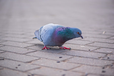 Pigeons in the city on the square. Close-up photographed.