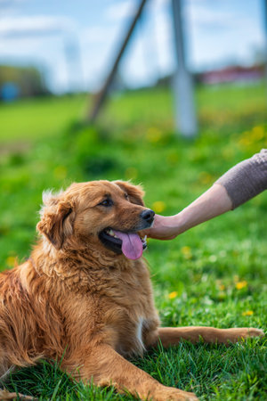 Portrait of a dog. Photographed close-up in a meadow.の写真素材