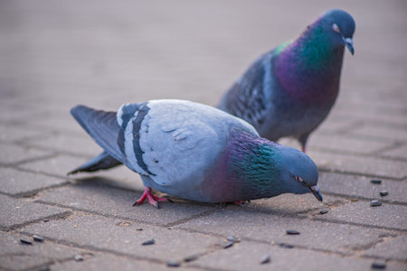 Pigeons in the city on the square. Close-up photographed.