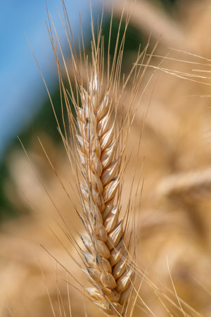Ripe wheat ear. Close-up photographed.の写真素材