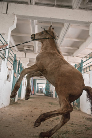 A young foal kicks in the stable. Close-up photographed.