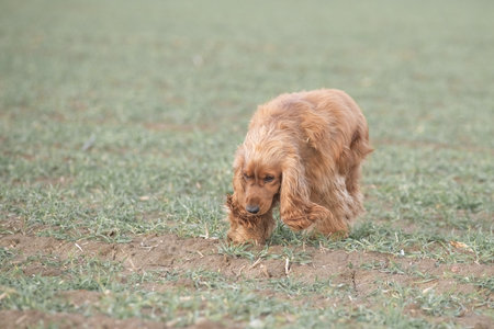 Portrait of a beautiful purebred cocker spaniel in a spring field.の写真素材