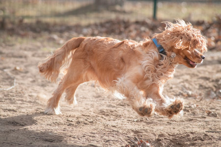 Portrait of a beautiful purebred cocker spaniel in a spring field.の写真素材