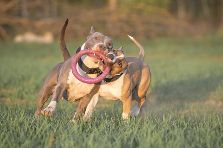 Two purebred dogs play on a summer field.