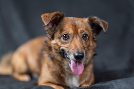Portrait of a cute mixed breed dog on a black background.の写真素材