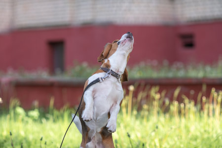 Beautiful purebred beagle dog on the grass in the city.