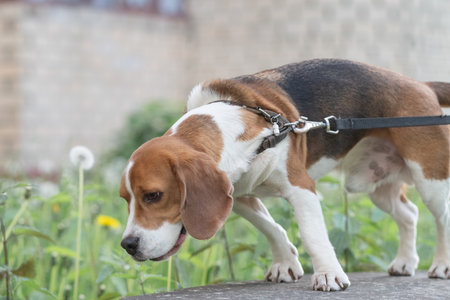 Beautiful purebred beagle dog on the grass in the city.の写真素材