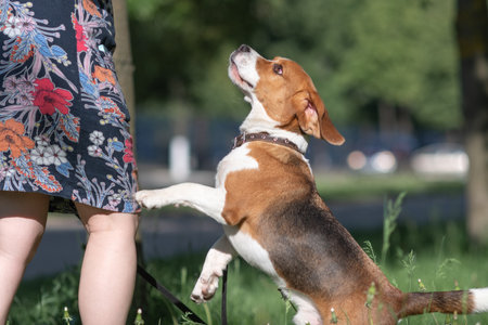 Beautiful purebred beagle dog on the grass in the city.の写真素材