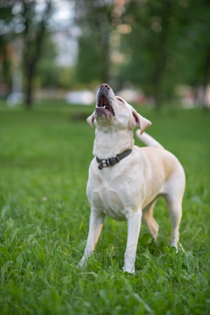 Labrador Retriever in the park. Selective focus.の写真素材