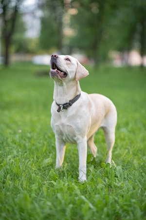 Labrador retriever dog standing in the park on a green grassの写真素材
