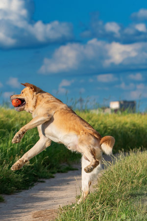 Fawn labrador playing with a ball on a summer field.の写真素材