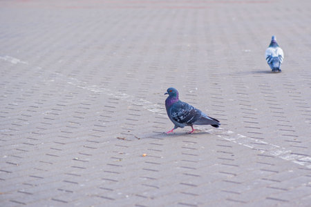 Pigeons in the city on the square. Close-up photographed.の写真素材