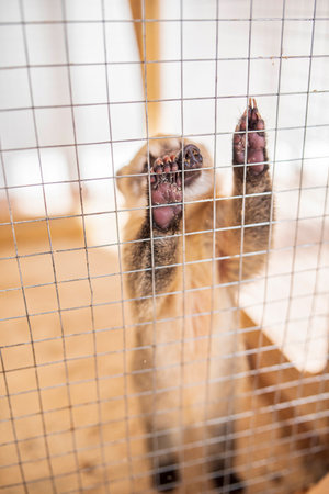 Nasua at the contact zoo. Photographed close-up.