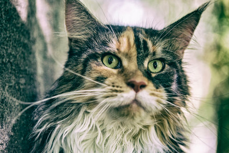 Maine Coon cat in the park. Photographed close-up.