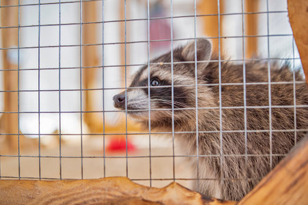 Raccoon in the contact zoo. Photographed close-up.の写真素材