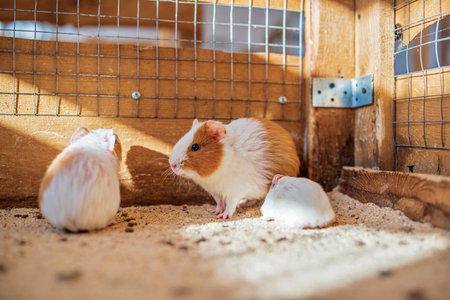 Family of guinea pigs. Photographed close-up.の写真素材
