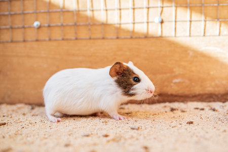 Guinea pig in a wooden cage. Photographed close-up.