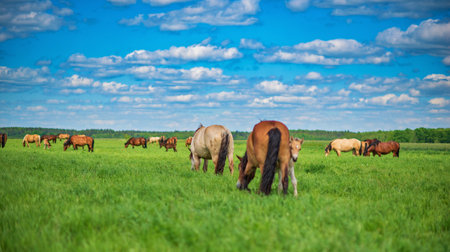 Horses grazing on a green meadow under a blue sky with clouds