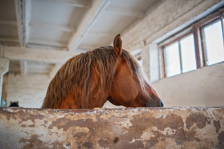 Horse in the stable. Portrait of a thoroughbred horse.の写真素材
