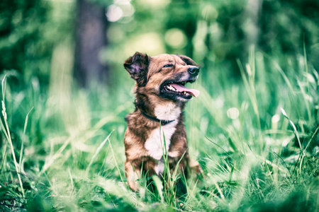 Portrait of a dog on a walk in retro style.の写真素材