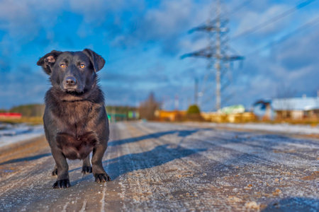Homeless black puppy on a walk. Photographed close-up.の写真素材