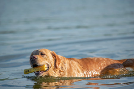 Golden retriever swims in the lake. Photographed close-up.の写真素材