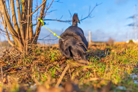 Black puppy on a walk. Photographed close-up.の写真素材