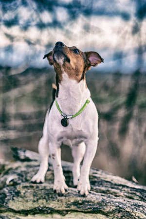 Jack Russell Terrier for a walk. Photographed in retro style.の写真素材