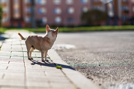 A dog of the Chihuahua breed walks around.の写真素材