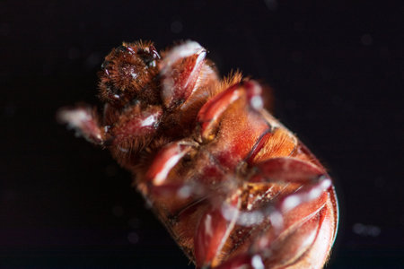 A rhinoceros beetle on a dark background lies on its back. Photographed close-up.