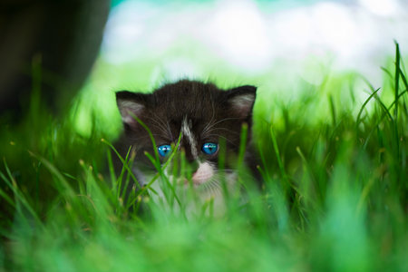 Portrait of a cute blue-eyed kitten in the grass. Close-up photo.の写真素材