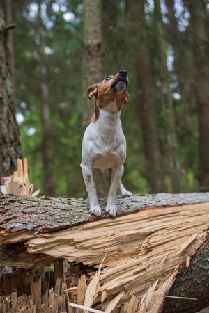 Dog stands on a broken tree in the forest. Close-up photographed.の写真素材