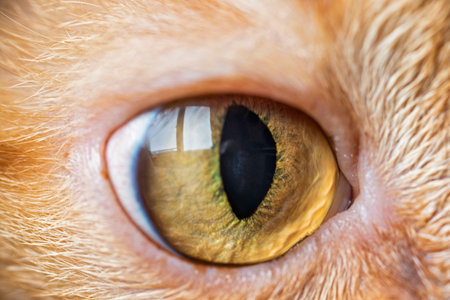 The face of a domestic ginger cat close-up.の写真素材