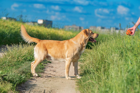 Fawn labrador playing with a ball on a summer field.の写真素材