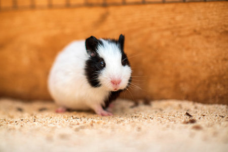 Guinea pig in a wooden cage. Photographed close-up.の写真素材