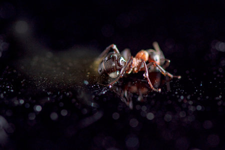 Ant against a dark background. Photographed close-up.の写真素材