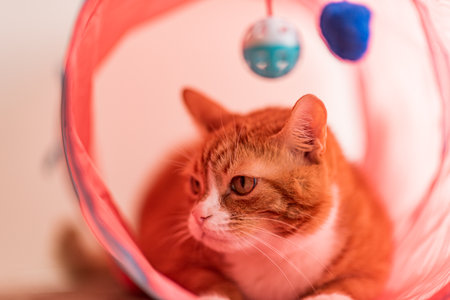 The face of a domestic ginger cat close-up.の写真素材