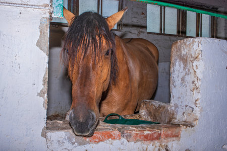 A horse stands in a stall in the stable. Photographed close-up.の写真素材